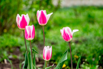 Obraz na płótnie Canvas Pink tulips in the garden in sunny weather_