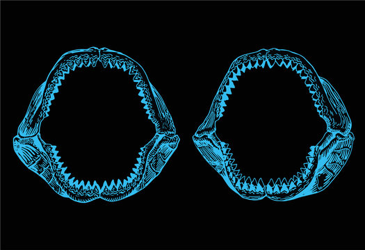 Two blue megalodon Jaws, shark jaws isolated on black background,vector sketch 