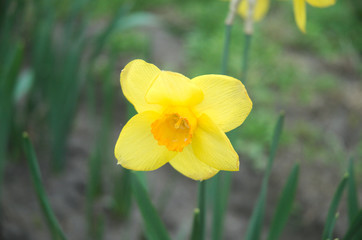 daffodils in garden