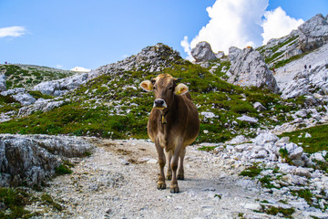 Naklejka premium Alpine brown adult cow with bell on neck standing on walking/hiking trail in Tre Cime di Lavaredo, Dolomites, Italy. Outdoor mountain scene. Natural landscape background.