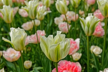 bunte Tulpen im Frühling
