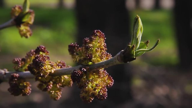 Buds and opening blossom of awakening Acer negundo tree close up. Blooming Manitoba maple or Elf maple branch in early spring macro shot at sunset. Cause of seasonal pasture myopathy SPM in horses
