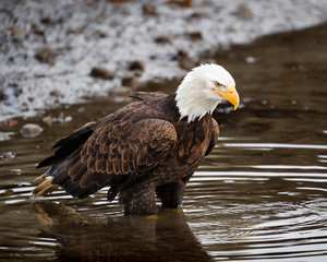 Bald Eagles