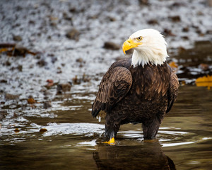 Bald Eagles