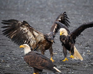 Bald Eagles