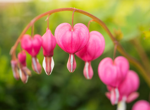 heart, background, bleeding, plant, spring, dicentra, pink, flower, nature, green, beautiful, summer, flowers, floral, spectabils, day, bloom, shaped, perennial, stems, garden, beauty, natural, macro,