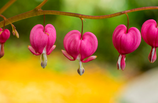 heart, background, bleeding, plant, spring, dicentra, pink, flower, nature, green, beautiful, summer, flowers, floral, spectabils, day, bloom, shaped, perennial, stems, garden, beauty, natural, macro,