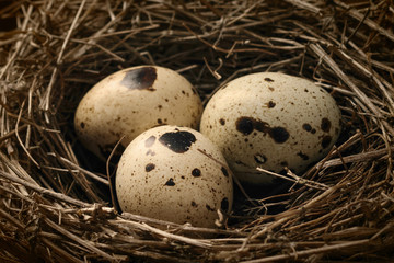 Close up nest with three quail eggs
