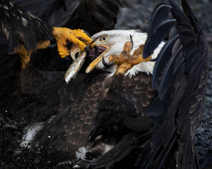 Bald Eagles