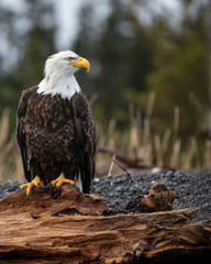 Bald Eagles