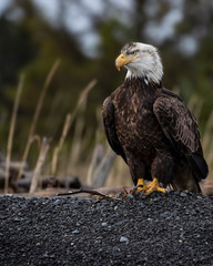 Bald Eagles