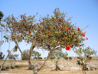 Fototapeta na wymiar Red hibiscus flowers on a sunny day