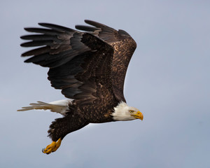 Bald Eagles