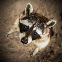 Waschbär