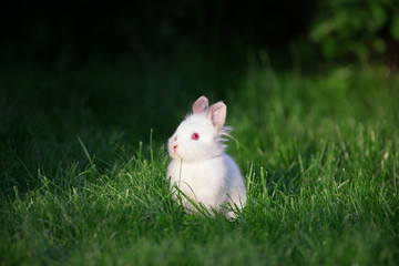 little funny white rabbit on lawn grass