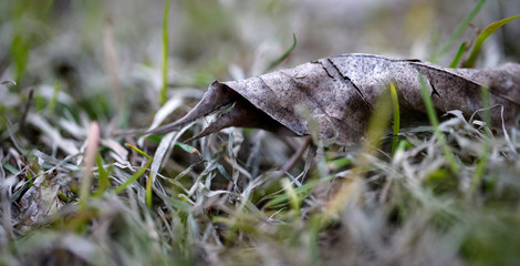 feuille morte