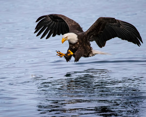 Bald Eagles