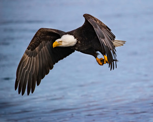 Fototapeta premium Bald Eagles