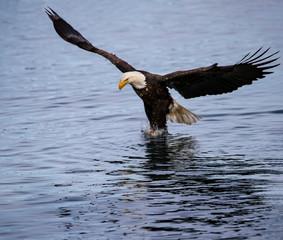 Bald Eagles
