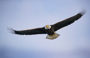 Bald Eagles