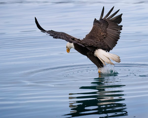 Bald Eagles