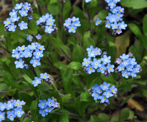 Blue flowers blossom forget-me-not (myosotis)