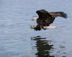 Bald Eagles