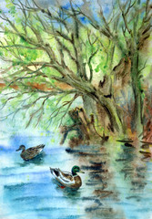 Spring landscape with a pond and ducks, watercolor painting.