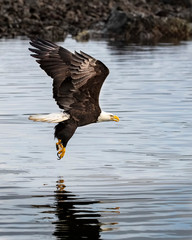 Bald Eagles