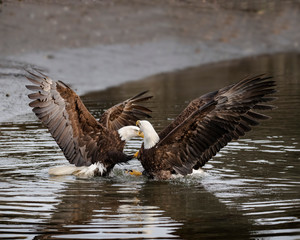 Bald Eagles