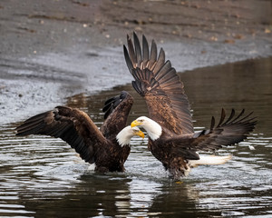 Bald Eagles