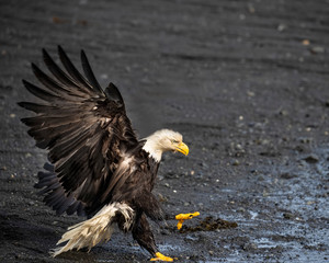 Bald Eagles