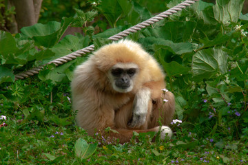 gibbon