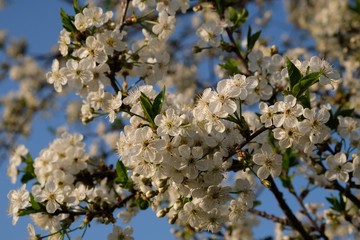 Kwitnąca śliwa - drzewo owocowe wiosną © Iwona