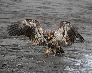 Bald Eagles