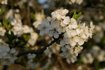 Kwitnąca śliwa - drzewo owocowe wiosną