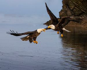 Bald Eagles