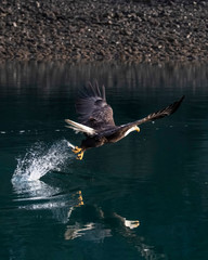 Naklejka premium Bald Eagles