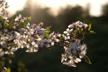 Kwitnąca śliwa - drzewo owocowe wiosną © Iwona