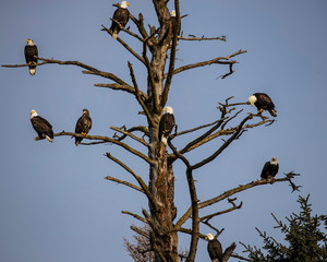 Bald Eagles
