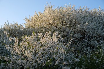 Kwitnąca śliwa - drzewo owocowe wiosną - obrazy, fototapety, plakaty