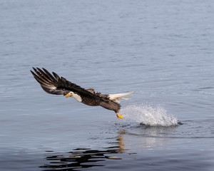 Bald Eagles