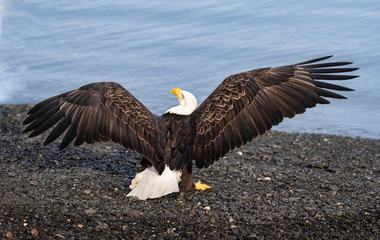 Bald Eagles