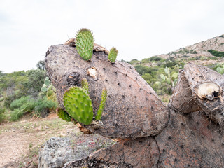 young prickly pears are born from old plants, Ostriconi, Corsica, France, desert des Agriates