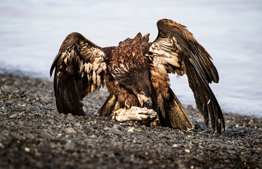 Bald Eagles