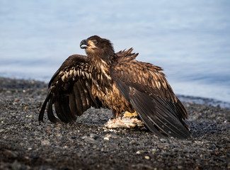 Bald Eagles