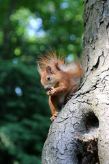 Squirrel on the tree close-up.