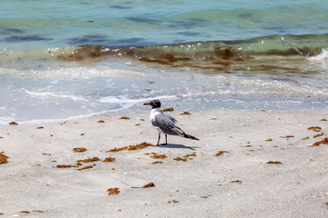 A gull on the shoreline of a sandy beach, in Florida