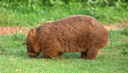 Fototapeta premium Wombat beim Grasen