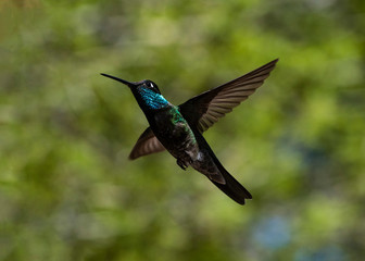 Fototapeta na wymiar Rivoli's hummingbird (Eugenes fulgens) in Flight